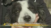 Iko, mix border collie