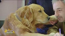 Boe, un cane amorevole