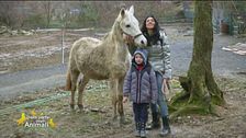 Shair, un bellissimo cavallo