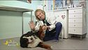 I consigli del veterinario