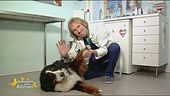I consigli del veterinario