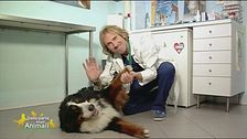 I consigli del veterinario