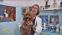 I consigli del veterinario