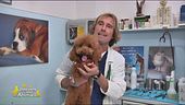 I consigli del veterinario
