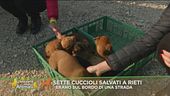 Sette cuccioli salvati a bordo strada