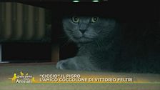 "Ciccio" e Vittorio Feltri