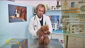 I consigli del veterinario