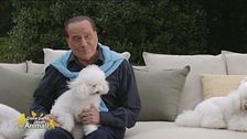 Silvio Berlusconi e gli amici a quattro zampe