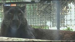 Moro, la pantera nera