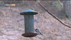 L'allegria del bosco