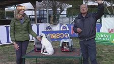 L'educa-cani