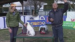 L'educa-cani