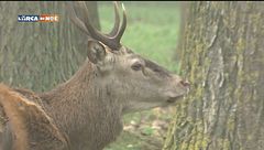 Puntata dell'8 dicembre