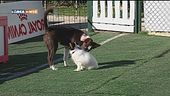 L'Educa-cani