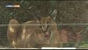 Il caracal