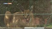 Il caracal