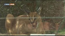 Il caracal