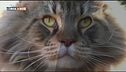 Fascino felino