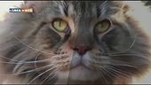 Fascino felino
