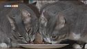 I gatti e il cibo