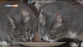 I gatti e il cibo