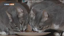 I gatti e il cibo