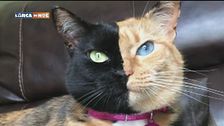 Influencer felina