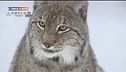La lince eurasiatica