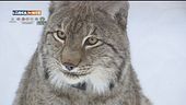 La lince eurasiatica
