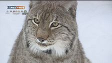 La lince eurasiatica