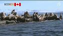 Un ruggito dal mare