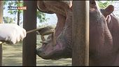 Gli ippopatami dello zoo di Napoli