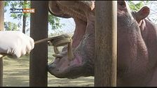 Gli ippopatami dello zoo di Napoli