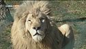 La panthera leo