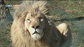 La panthera leo