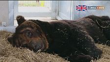 Quattro grizzly neri da salvare