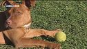 L'educa-cani