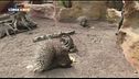 Agatha e Spino