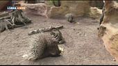 Agatha e Spino