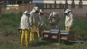 Le api e la loro funzione sociale