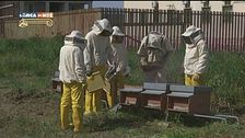 Le api e la loro funzione sociale