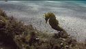 Il pesce più strano