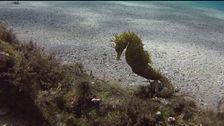 Il pesce più strano