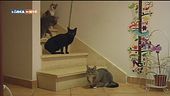 Un gatto per amico