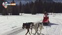 Baby musher, cuccioli a due e quattro zampe