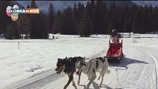 Baby musher, cuccioli a due e quattro zampe