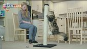 Un gatto in famiglia