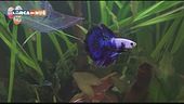 Il pesce combattente