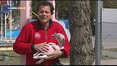 S.O.S. Cuccioli di fenicotteri rosa