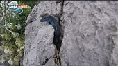 La lucertola azzurra di Capri